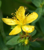 Ingredient knowledge: St. John's Wort, Not only for depression